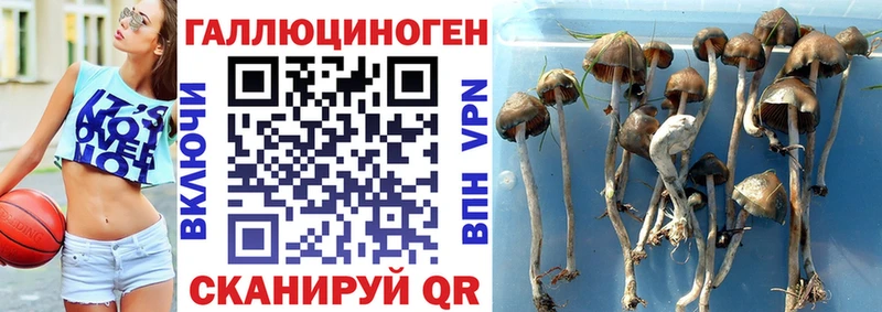 Псилоцибиновые грибы Cubensis  Карасук 
